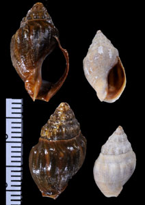 フトウネニュージーランドボラ Cominella quoyana small