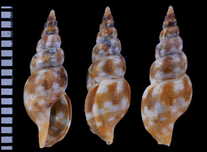 ハクセンフデシャジク Tritonoturris lifouana small