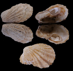 コモチトマヤ Thecalia concamerata small