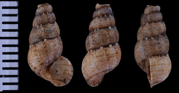 シスネロスホンクチヒレ (仮称) Chondropoma auberianum cisnerosi small
