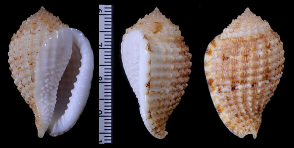 ハナオニムシロ Morum amabilis small