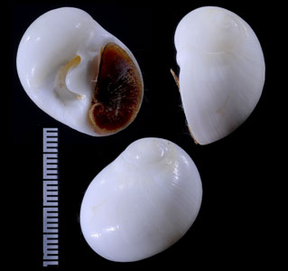 バイアトミガイ Polinices uberinus small