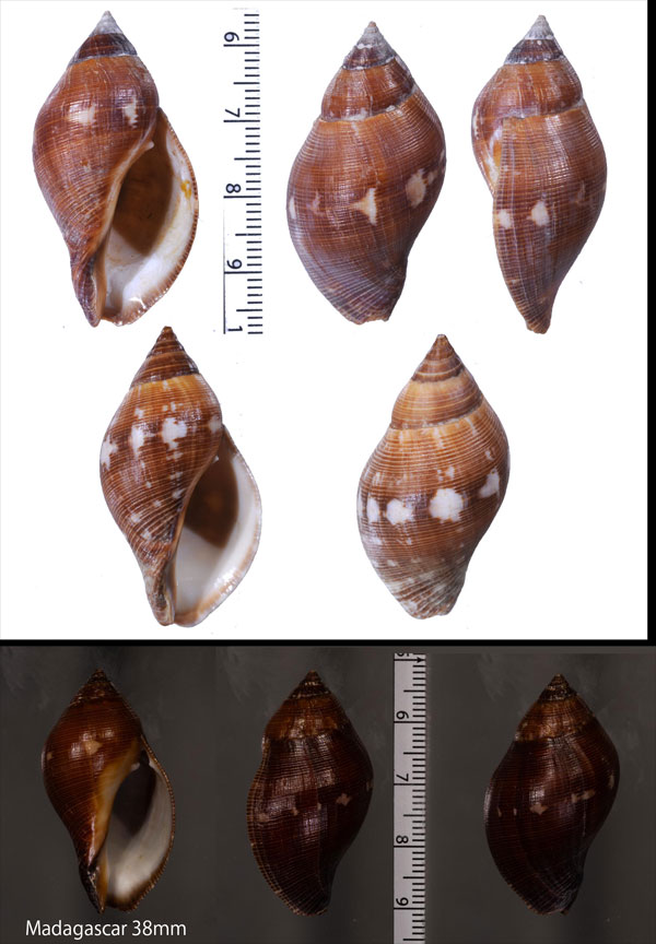 ハナワレイシ 花輪茘枝 Nassa francolina small
