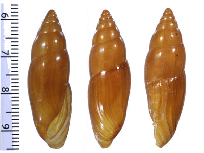 ナガオリーブツヤムギマイマイ (仮称) Laevoleacina oleacea straminea small