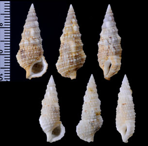 ユキゲカニモリ Cerithium eburneum small