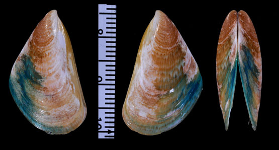スペインペルナイガイ Perna perna picta small