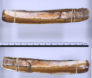 ユミナリマテガイモドキ Ensis arcuatus small