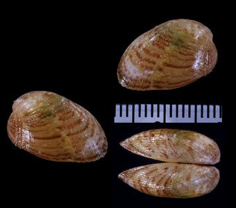 タマエガイの仲間 Musculus coenobitus small