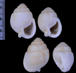 シロタマゴムシロ Demoulia abbreviata small