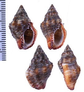 メキシコホラダマシ Cantharus sanguinolentus small