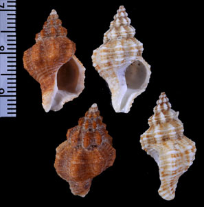 ウネフロリダホラダマシ (仮称) Hesperisternia multangula small