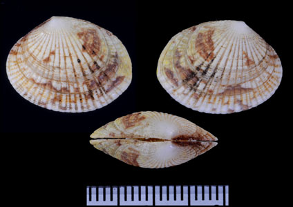アルフレッドホソスジイナミ (仮称) Gafrarium alfredense small