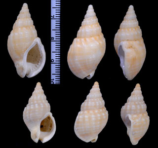 スチュワートニュージーランドボラ (仮称) Cominella nassoides small