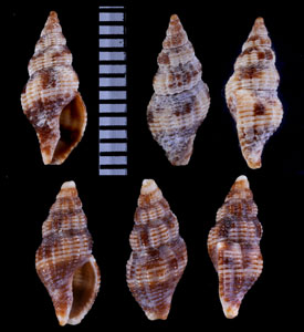 ゴウシュウホラダマシ Engina australis small