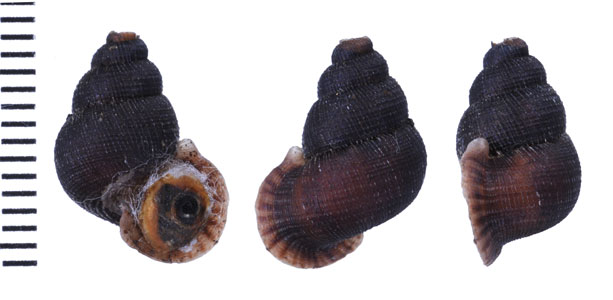 エリザベスクチヒレ (仮称) Chondrothyrella petricosa elisabethae small