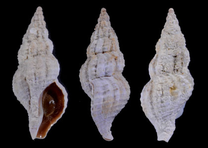 エゾイソニナ 蝦夷磯蜷 Searlesia fuscolabiata small
