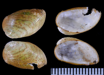 モヨウアフリカタマエ (仮称) Musculus imus small
