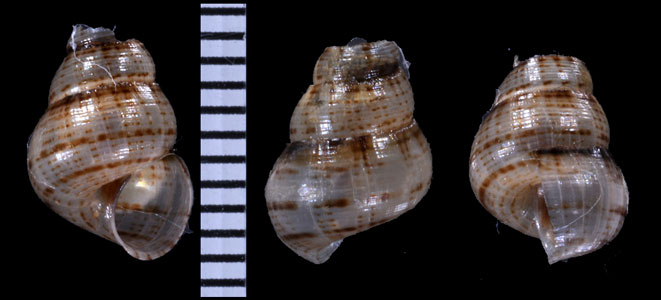 ガヌーザホンクチヒレ (仮称) Chondropoma pfeifferianum ganuzaense small