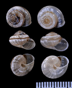 カイハクマイマイ Praticolella griseola small