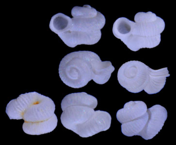 ヨコグチエントツノタウチ （仮称） Opisthostoma gibbosum small
