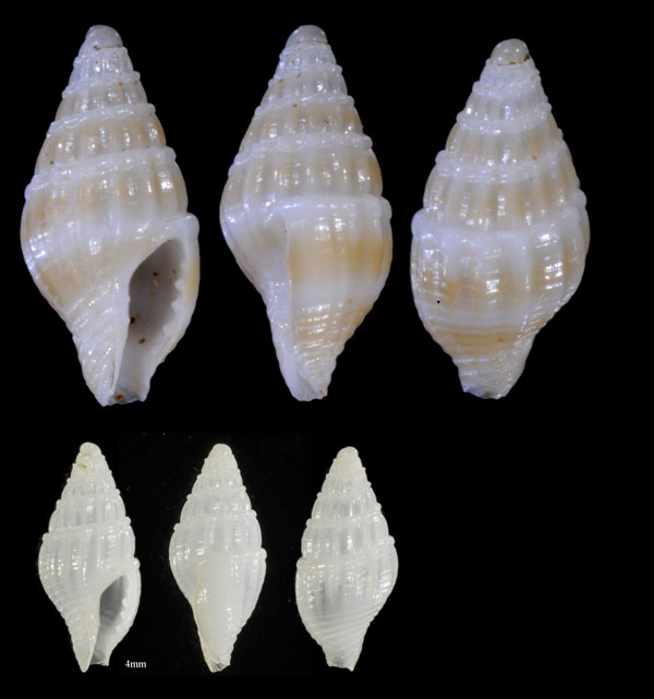 イトカケムギガイの仲間 未詳 Anachis sp. small