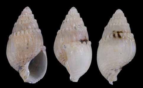 ツボミワタゾコムシロ 未詳 Nassarius sp. small