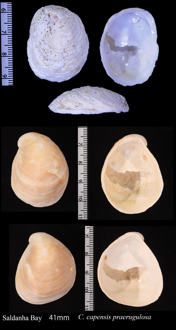 ケープフネガイ (仮称) Crepipatella capensis small
