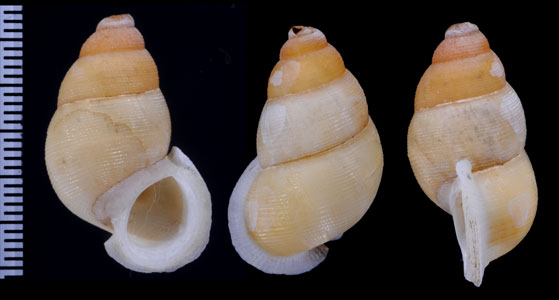 フクレクチヒレ Chondrothyra incrassata incrassata small