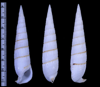 ナガタケノコカニモリ Rhinoclavis fasciata small