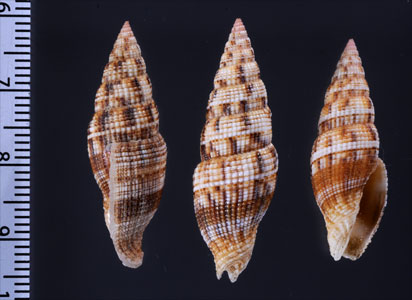 チャマダラツクシ 茶斑土筆 Vexillum acupictum small