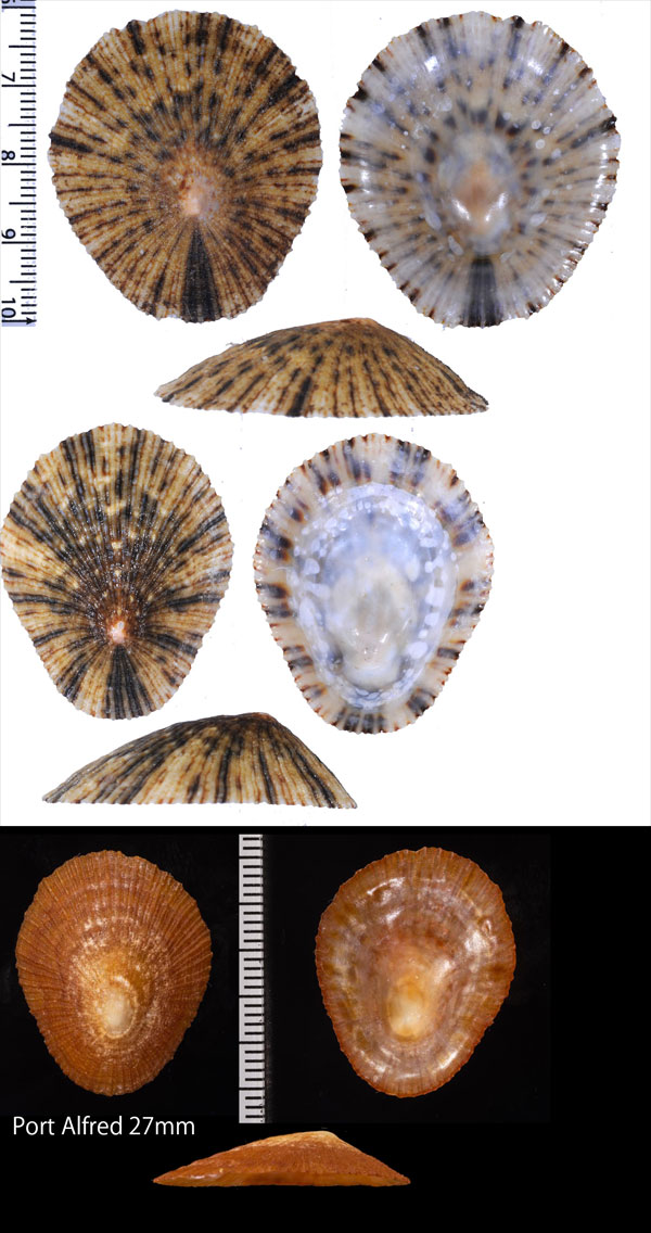 ニチリンカサガイ Helcion concolor small