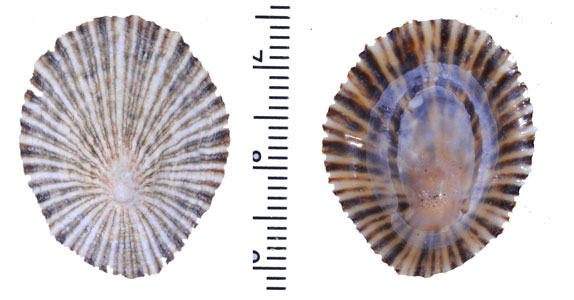 コニチリンカサガイ Helcion concolor polygramma small