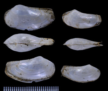 カリフォルニアオビクイ (仮称) Lyonsia californica small