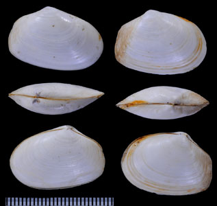 ナンベイスエモノガイ Asthenothaerus rushii small