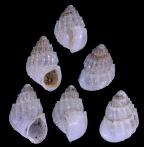 カロープガラスツボ (仮称) Benthonellania charope small