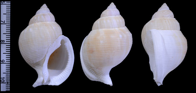 スズマヒメカブトボラ Galeodea echinophora suzumai small