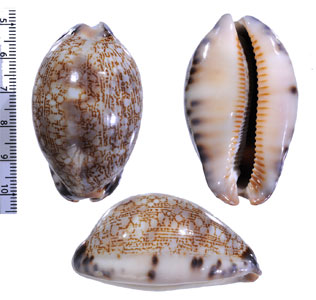 ホソヤクシマダカラの一型 Mauritia arabica massauensis small