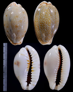 ニヨリコモンダカラ Erosaria erosa similis small