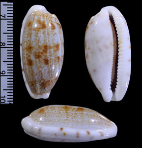 ヘコミエダカラ Blasicrura teres alveolus small