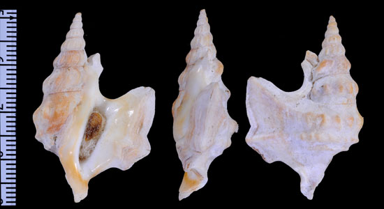 モミジソデ北大西洋の型 Aporrhais pespelecani bilobatus small