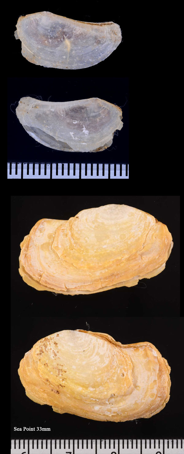 ナンアネリガイ (仮称) Pandora similis small