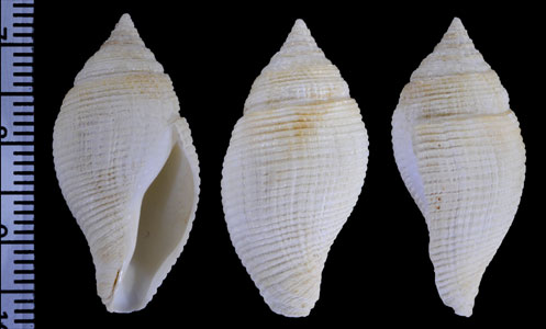 ギボシクダマキ 擬宝珠管巻 Buccinaria martini small