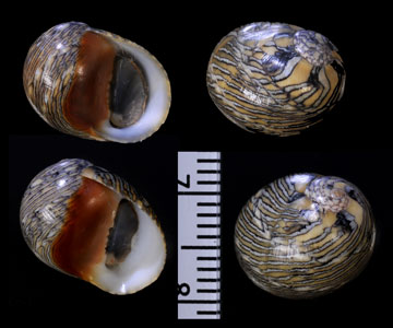 ベニツケカノコ Theodoxus luteofasciatus small