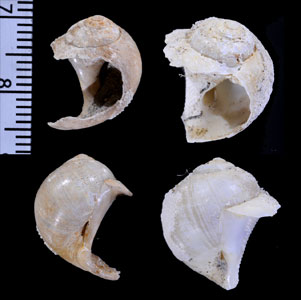 ナンキョクタマガイの仲間 Tectonatica impervia small
