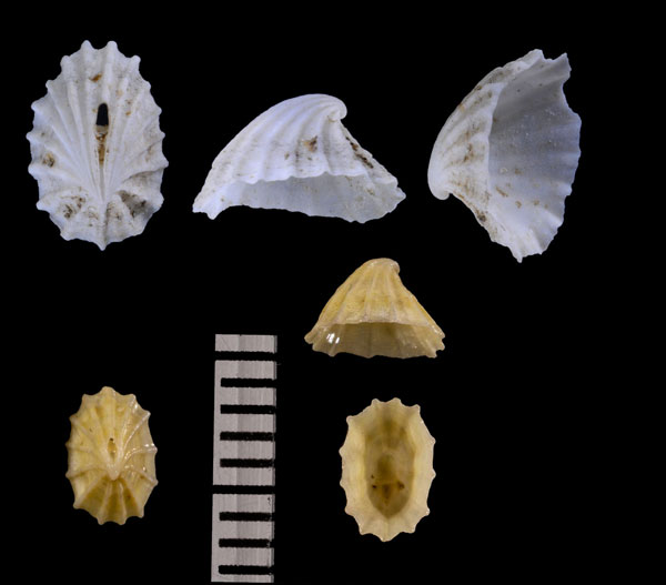 コウダカスカシガイ Puncturella nobilis small