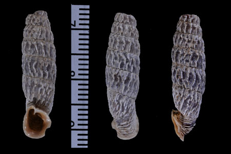 アンデスギセル Andinia taczanowskii small