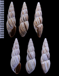 ホソクチオカチョウジモドキ (仮称) Bostryx angiportus small