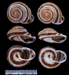 ロクソトロピスマイマイの一型 Planispira loxotropis pluricincta small