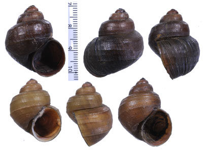 トンダノカクタニシ (仮称) Viviparus costata small