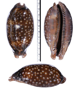 シマウマダカラ ブラジルのform Macrocypraea zebra dissimilis small